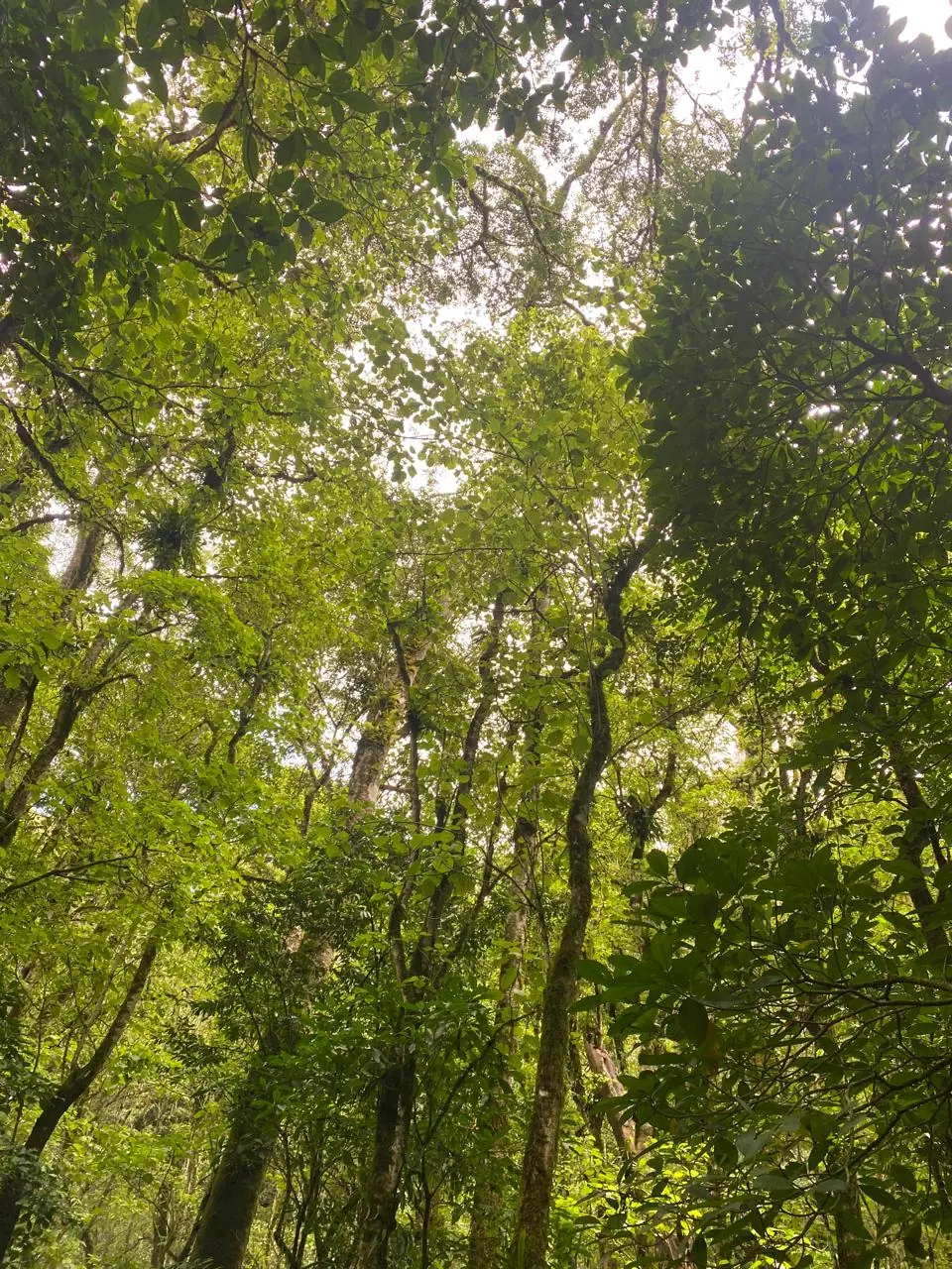 The greenery around Swarma Villas